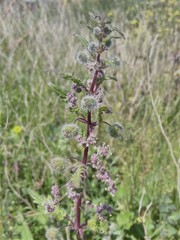 Urtica pilulifera