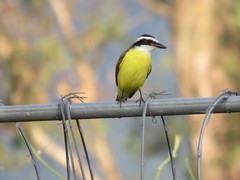 Pitangus sulphuratus