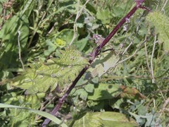 Urtica pilulifera