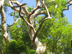 Enterolobium