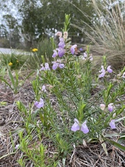 Conradina canescens image