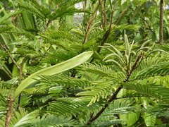 Pentaclethra macroloba