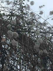 Clematis vitalba