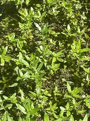 Nerodia fasciata confluens