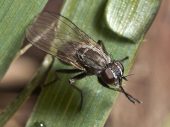 Coenosia acuticornis