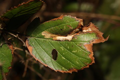 Coptotriche marginea