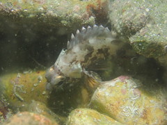 Sebastiscus marmoratus