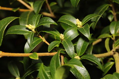 Osmanthus