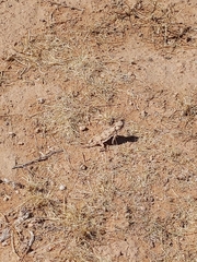 Phrynosoma goodei