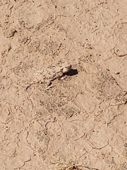 Phrynosoma goodei