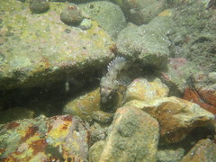 Sebastiscus marmoratus