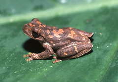 Ptychohyla hypomykter
