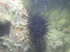 Heliocidaris crassispina