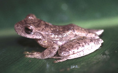 Ptychohyla hypomykter