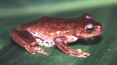 Ptychohyla hypomykter