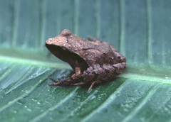 Craugastor rostralis