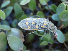 Hycleus burmeisteri