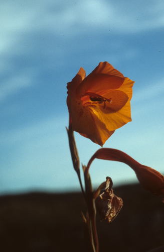 Image of Gladiolus merianellus by (c) Tom Lloyd Evans, some rights reserved (CC BY-SA)
