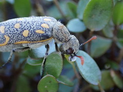 Hycleus burmeisteri
