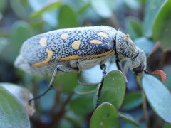 Hycleus burmeisteri