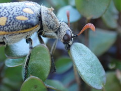 Hycleus burmeisteri