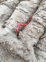 Strigamia bothriopus