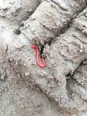 Strigamia bothriopus