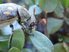 Hycleus burmeisteri