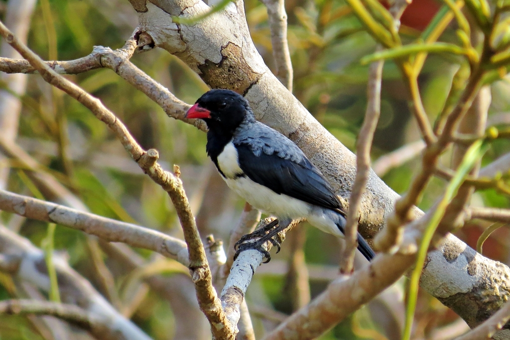 Red-billed Pied Tanager