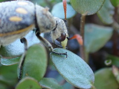 Hycleus burmeisteri