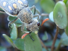 Hycleus burmeisteri