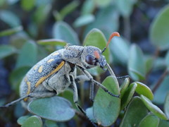 Hycleus burmeisteri