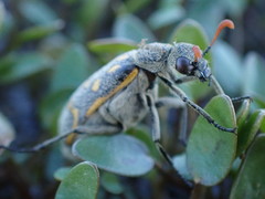 Hycleus burmeisteri