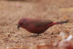 Jameson's Firefinch photo 2