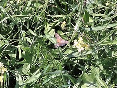 Macroglossum stellatarum