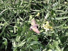 Macroglossum stellatarum