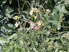 Macroglossum stellatarum