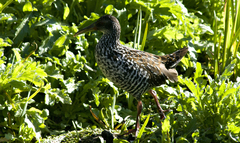 Pardirallus maculatus