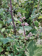 Urtica pilulifera