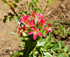 Collomia biflora