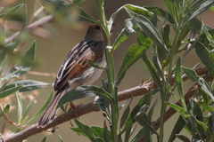 Cisticola luapula