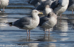 Larus argentatus × glaucescens
