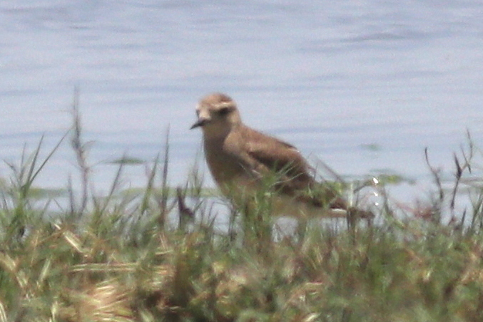 Caspian Plover