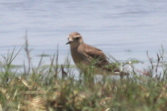 Charadrius asiaticus
