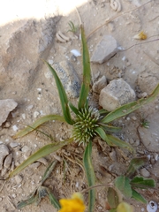 Gymnarrhena micrantha