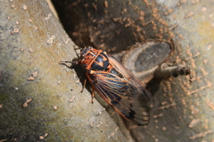 Psalmocharias plagifera