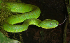 Bothriechis guifarroi