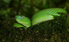 Bothriechis guifarroi