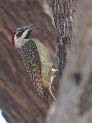 Campethera bennettii