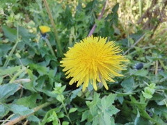 Taraxacum officinale